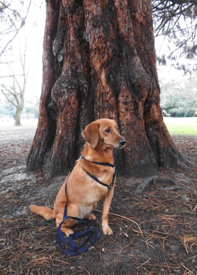 Pet harness and lead